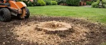 stump grinding after