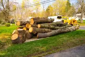 tree removal after