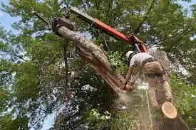 tree removal before