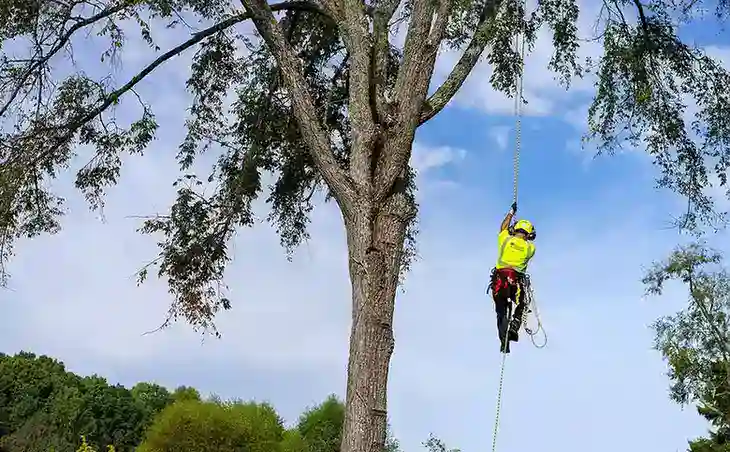 tree removal