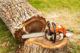 tree removal knoxville tn