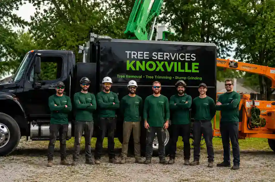 tree service knoxville