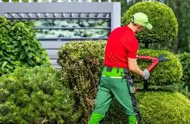 tree trimming after