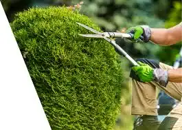 tree trimming before