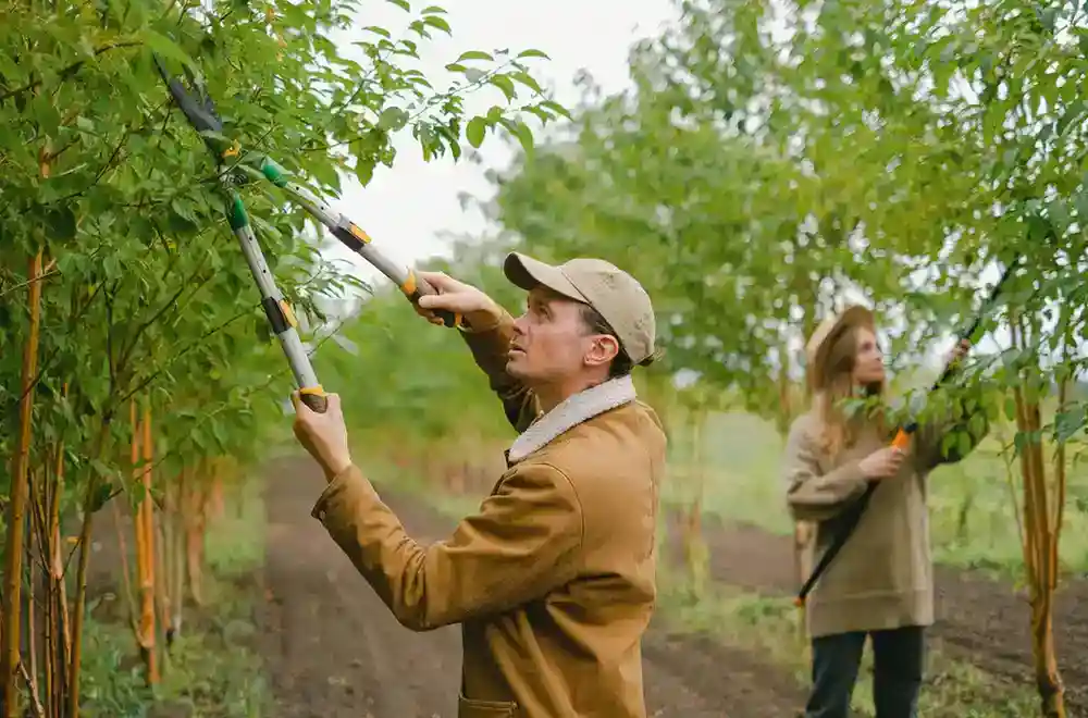 tree trimming