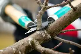 tree trimming knoxville